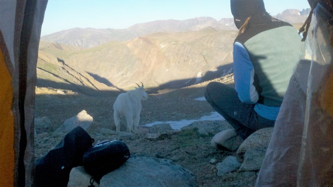 Mountain goat on Granite 12