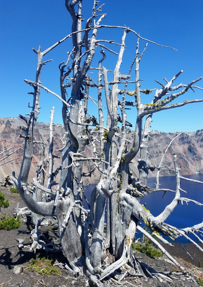 Wizard Island rim tree.jpg