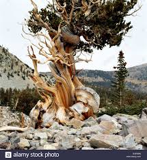 bristlecone-pine